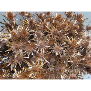 Eryng Orion Koper / Glitte L60