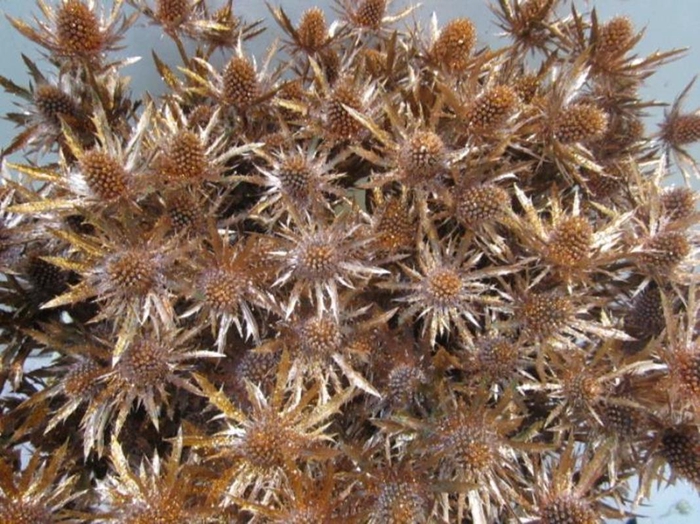 <h4>Eryng Orion Koper / Glitte L60</h4>