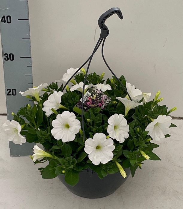 <h4>PET E3 E W WHITE</h4>