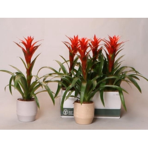 Guzm Ostara in pot