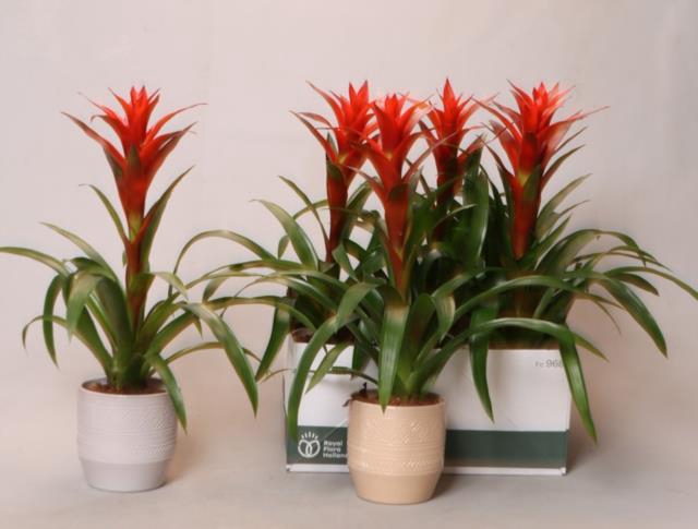 Guzm Ostara in pot