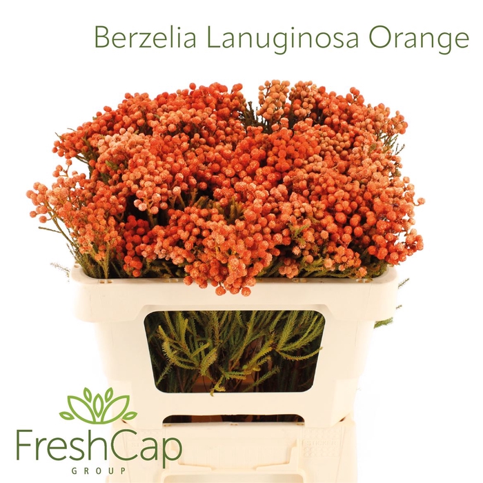 <h4>Berzelia Lanuginosa Orange</h4>