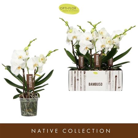 <h4>Phal Bambuso White 2 Spike</h4>