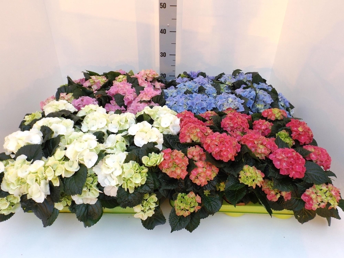 Hydr M Gem 2 Kleuren