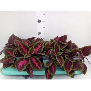 Plectranthus col. 'MSt Ruby Road'