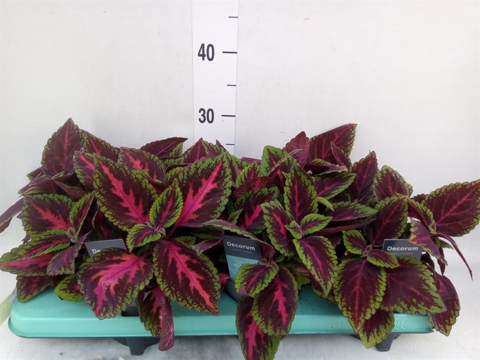 <h4>Plectranthus col. 'MSt Ruby Road'</h4>
