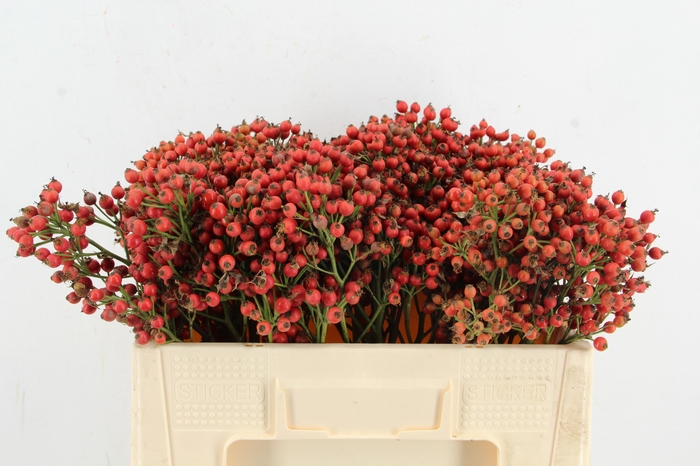 <h4>ROSA MAG SUNSET 50CM</h4>