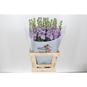 Matthiola Iron Marine