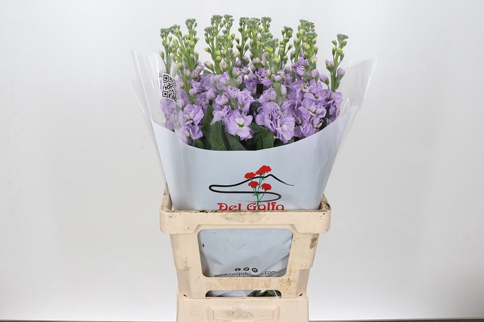 Matthiola Iron Marine