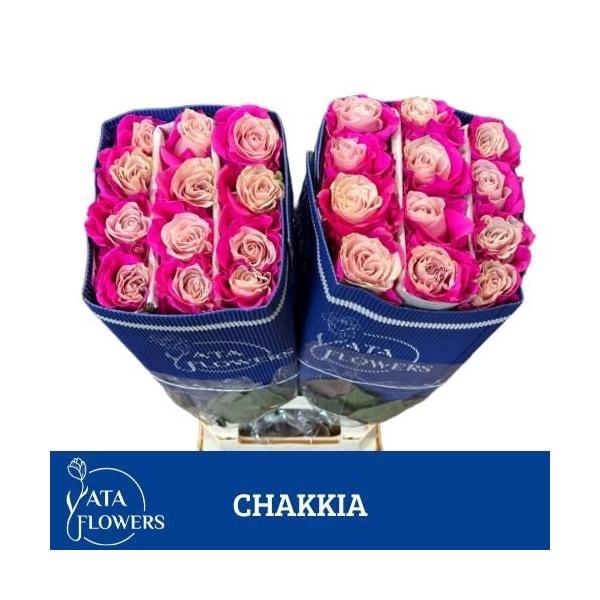 <h4>R Gr Tinted Chakkia</h4>