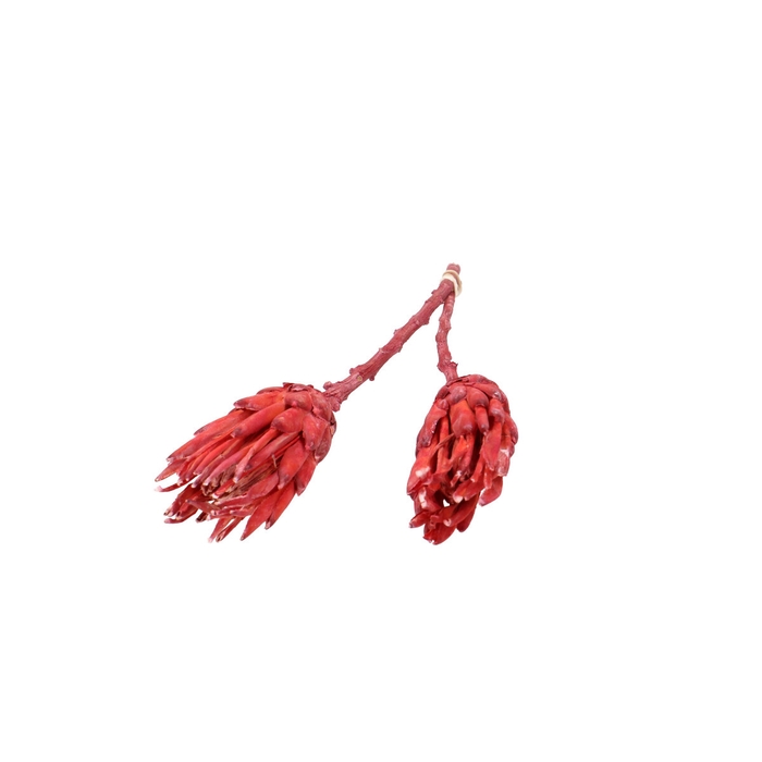 <h4>Droogbloem Compacta 20-25cm x2</h4>