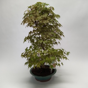 Acer Deshojo Bonsai 'E33' 26 cm (herkomst: Japan)
