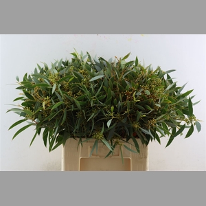 Euca Amber Nut Berry 60cm