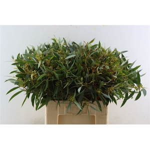 Euca Amber Nut Berry 60cm