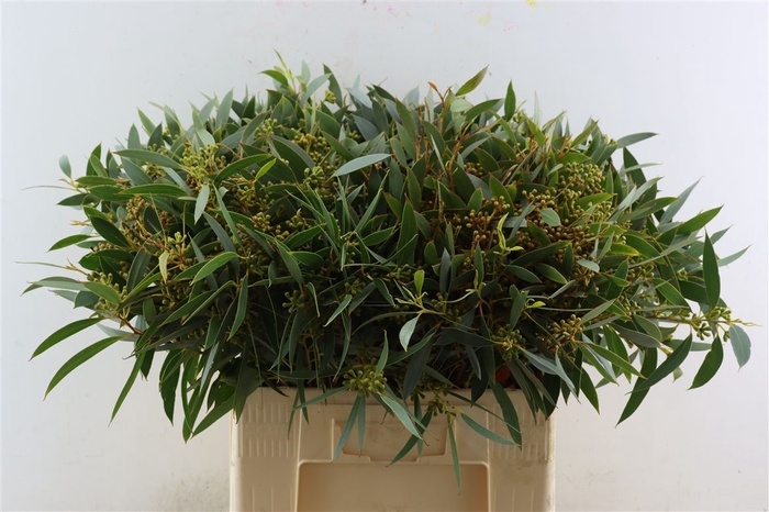 <h4>Euca Amber Nut Berry 60cm</h4>