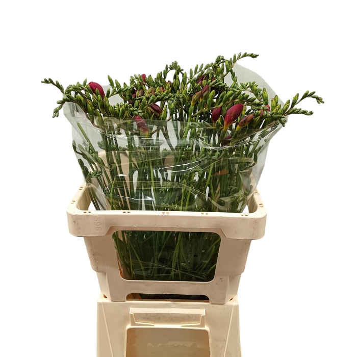 <h4>FR EN RED BARON</h4>