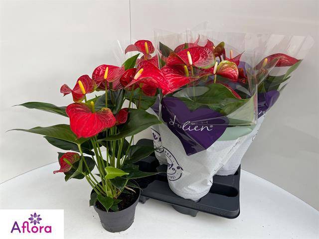 <h4>ANTHU AN BAMBINO RED</h4>