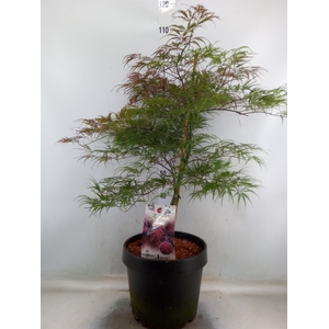 Acer palmatum 'Garnet'