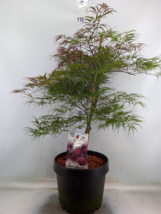 <h4>Acer palmatum 'Garnet'</h4>