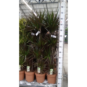 Dracaena marg. 'Magenta'