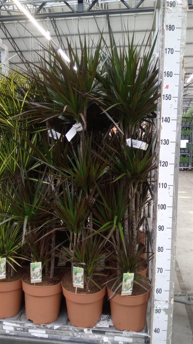 <h4>Dracaena marg. 'Magenta'</h4>