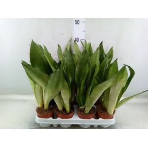 Sansevieria trifa. 'Moonshine'