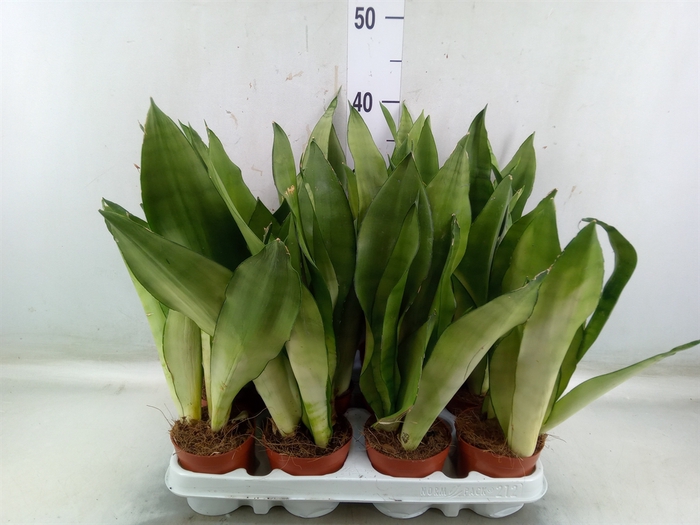 <h4>Sansevieria trifa. 'Moonshine'</h4>
