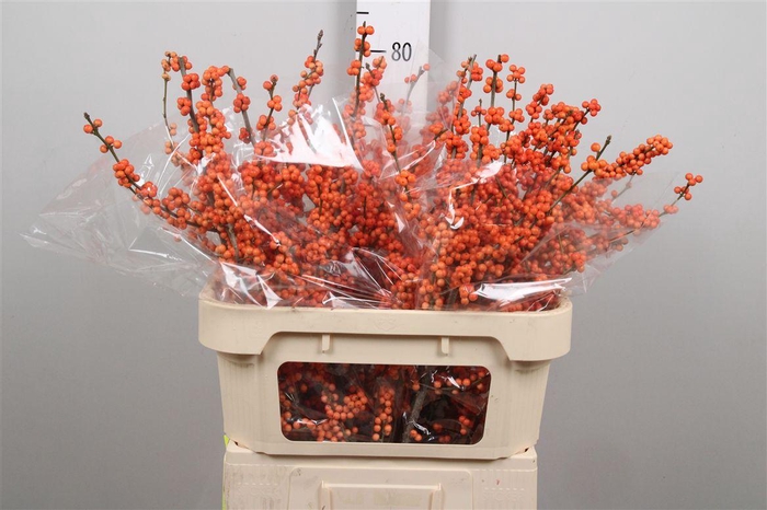 <h4>Ilex Ve Winter Gold</h4>