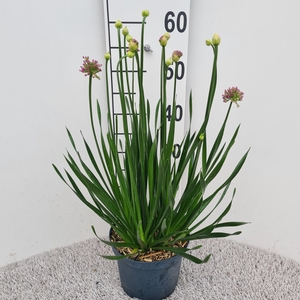 Allium Millenium P19