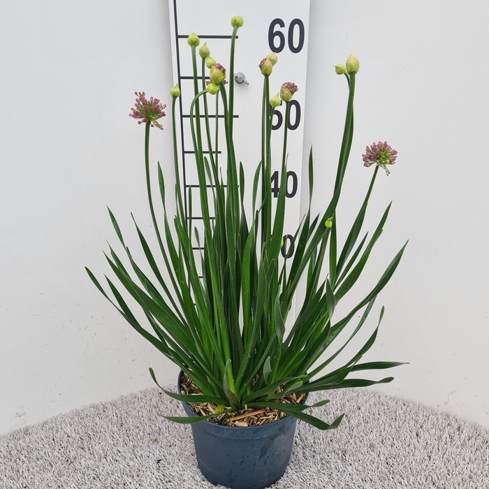 <h4>Allium Millenium P19</h4>