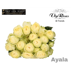 R TR AYALA! (vd Hulst)