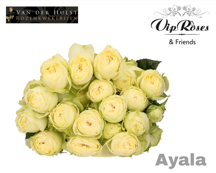 <h4>R Tr Ayala! (vd Hulst)</h4>