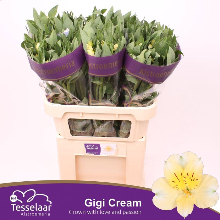 <h4>Alstroemeria gigi cream</h4>