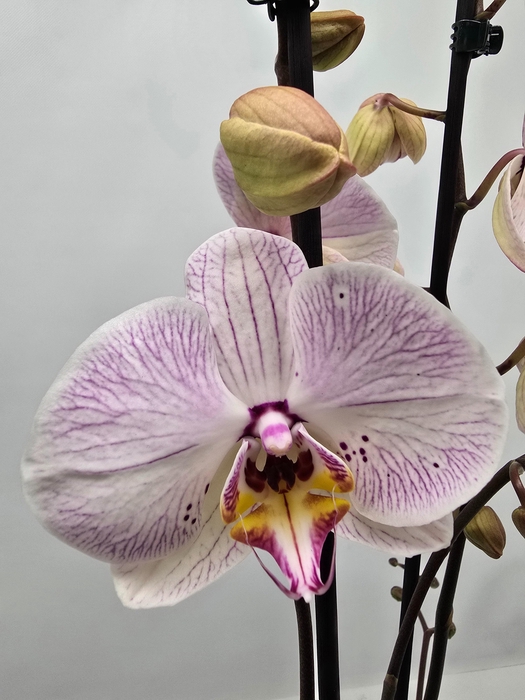 <h4>Limited 22 week 7</h4>