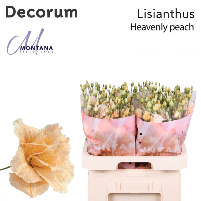 <h4>Lisianthus Dye heavenly peach</h4>