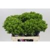 Dianthus Br Kiwi Mellow