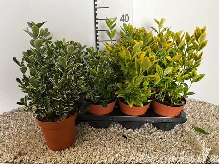 <h4>EUON JAP GEM</h4>