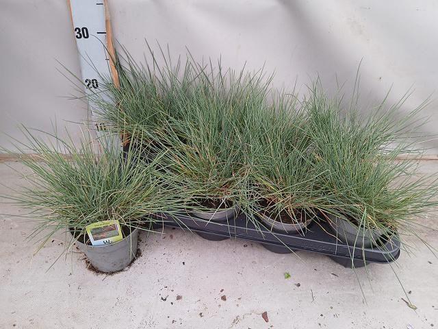 <h4>FEST GLAUCA</h4>