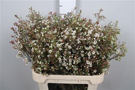 <h4>Chame Un Dor</h4>