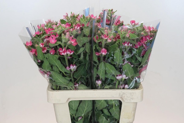 Oxypetalum Bridal Diana