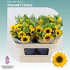 Helianthus Vincent's Choice