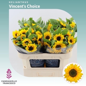 Helianthus Vincent's Choice