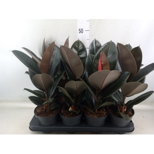 Ficus elastica 'Abidjan'