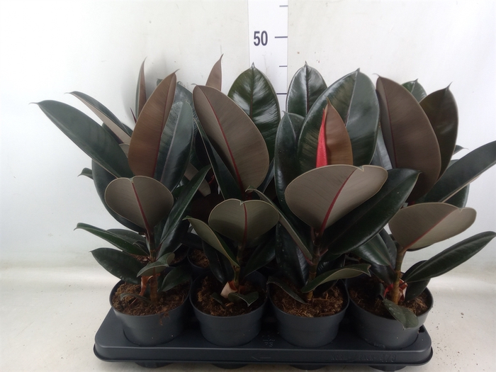 <h4>Ficus elastica 'Abidjan'</h4>