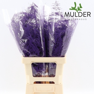 Asparagus DYED Purple