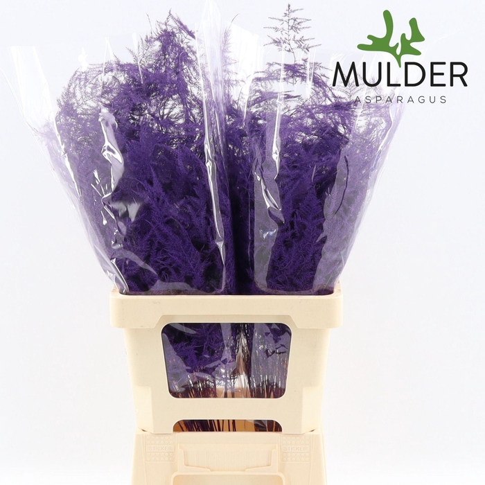 <h4>Asparagus DYED Purple</h4>
