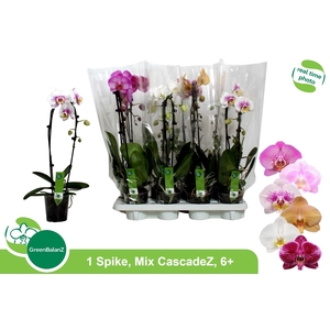 PHAL EL CASCADE