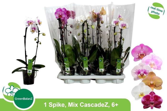 <h4>PHAL EL CASCADE</h4>