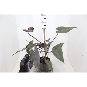 PHILODENDRON CASCATA RUBRO