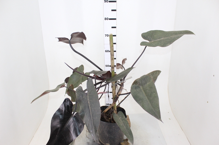 PHILODENDRON CASCATA RUBRO